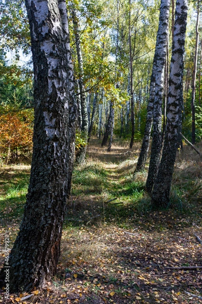 Fototapeta beautiful autumn forest with colorful foliage