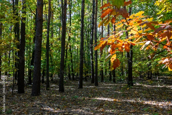Fototapeta beautiful autumn forest with colorful foliage