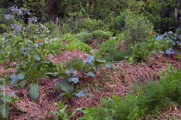 Obraz ogród warzywny ściółkowanie