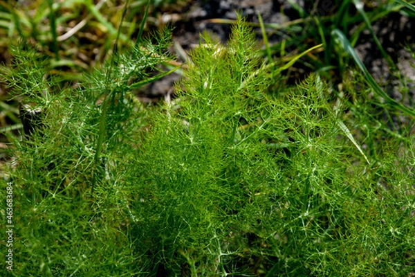 Obraz Asparagus racemosus