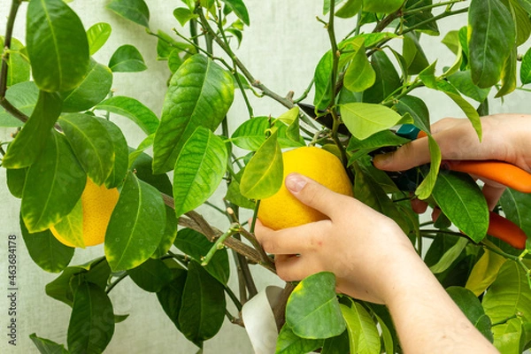 Fototapeta Harvesting fresh tasty lemons from potted citrus plant. Close-up of the females hands who harvest the indoor growing lemons with hand pruners. Ripe yellow lemon Volcameriana fruits and green leaves