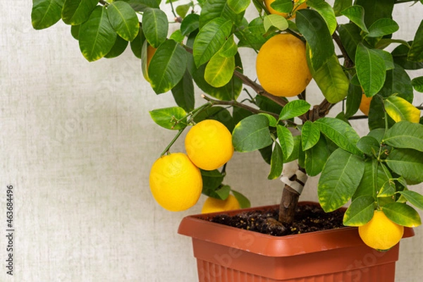 Fototapeta Ripe yellow-orange lemon fruits on the branches with green leaves. Close-up of potted citrus plant of a Volcameriana variety. Indoor citrus tree growing. Elegant home decor