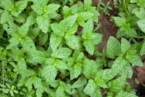 Obraz peppermint, mint, mentha, pudina