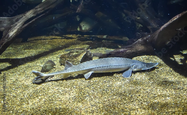 Fototapeta Baltimore, Maryland, USA - October 9, 2021: Atlantic Sturgeon Fish on Display at the National Aquarium in Baltimore