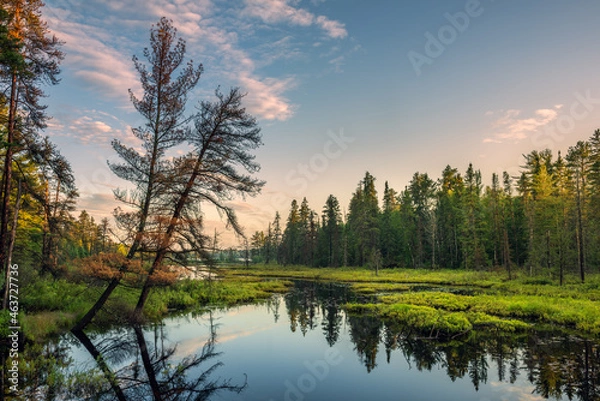 Obraz Tree by the wetland