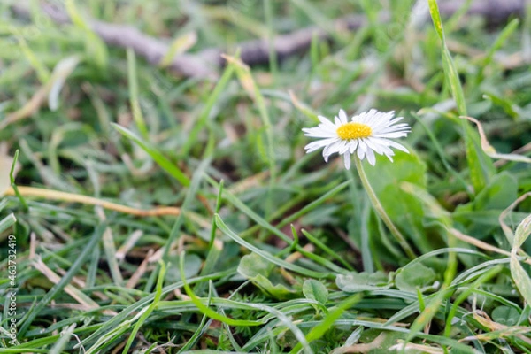 Fototapeta daisy flower in grass