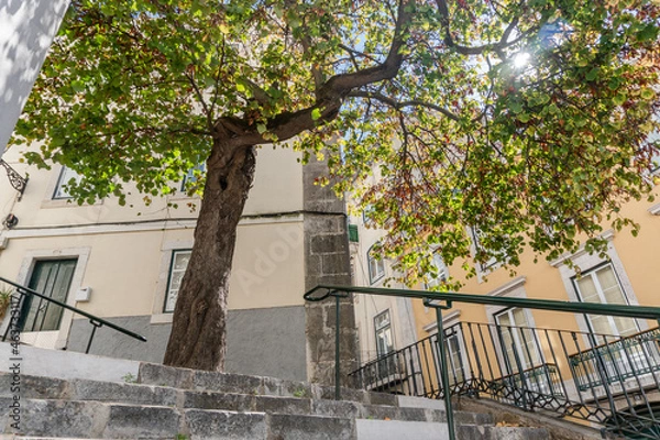 Fototapeta tree in the city