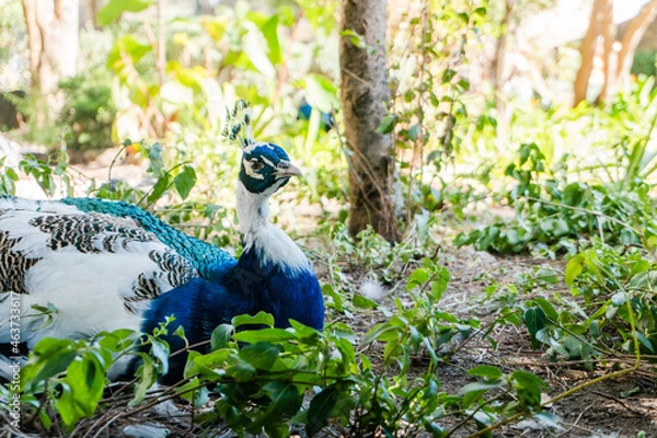 Fototapeta peacock in the park