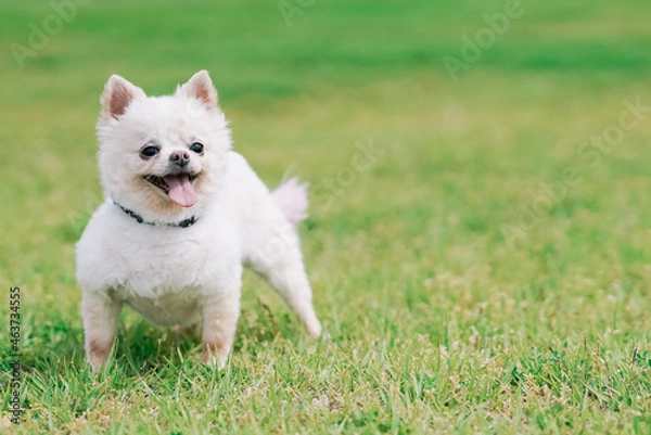 Fototapeta ドッグ