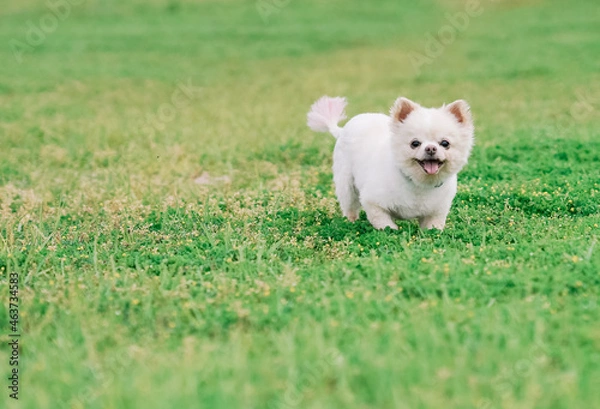 Fototapeta ドッグ