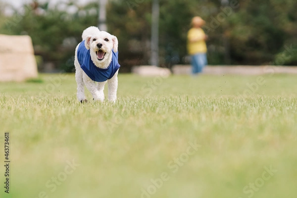 Fototapeta ドッグ