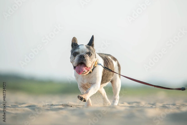 Fototapeta ドッグ