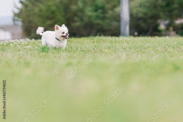 Fototapeta ドッグ