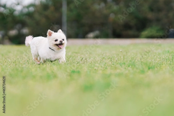 Fototapeta ドッグ