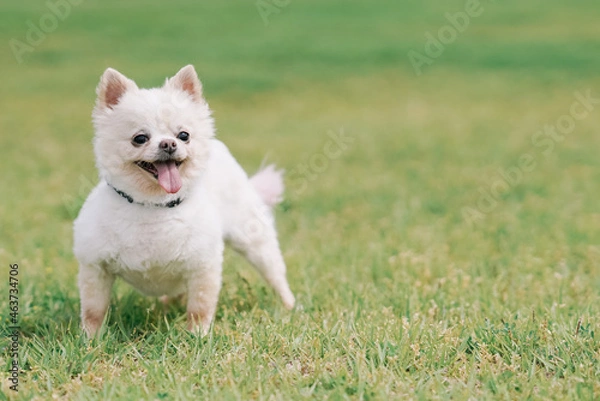 Fototapeta ドッグ