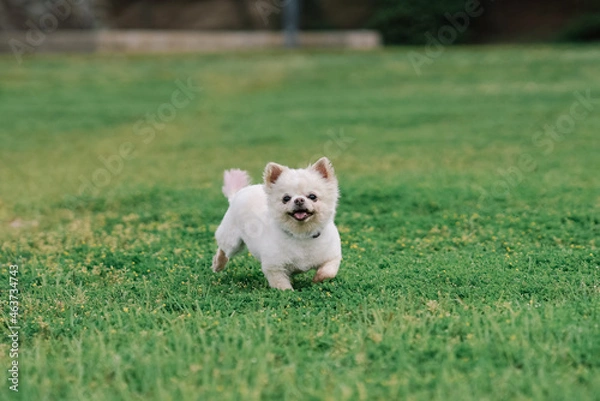 Fototapeta ドッグ