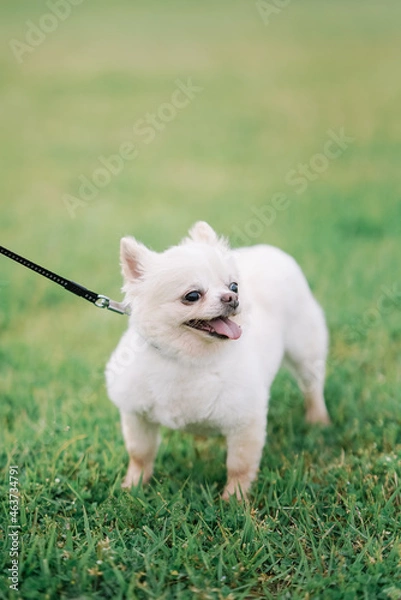 Fototapeta ドッグ