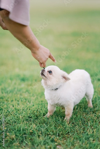 Fototapeta ドッグ