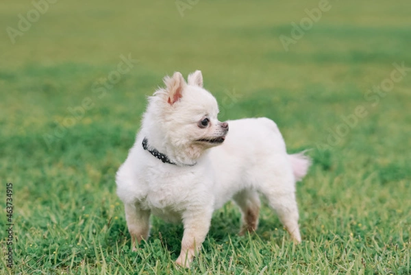 Fototapeta ドッグ