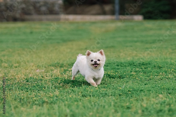 Fototapeta ドッグ