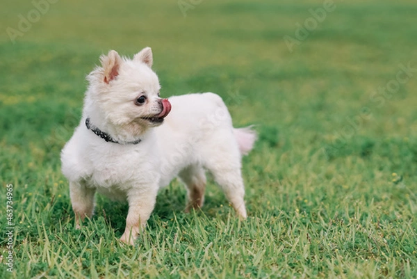 Fototapeta ドッグ