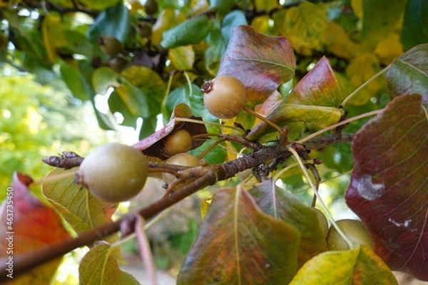 Fototapeta Jack Pear (Pyrus Calleryana Jaczam) leaves are deep green and glossy; inedible tan-brown colored fruit in summer is quite inconspicuous, excellent red-purple fall color.
