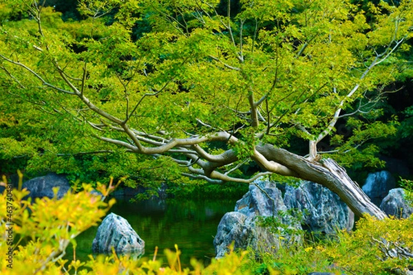 Obraz 日本庭園もみじの木と池