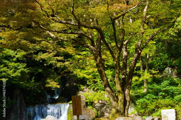 Obraz 日本庭園　大きなモミジの木と滝