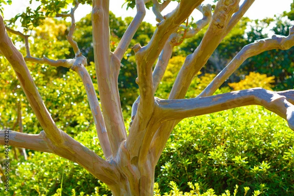 Obraz サルスベリの木