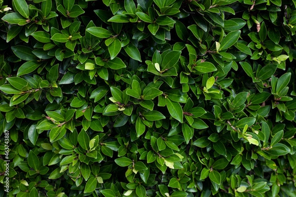 Fototapeta Full Frame of Green Leaves Pattern Background, Nature Lush Foliage Leaf  Texture , tropical leaf