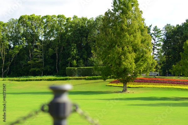 Obraz 芝生と大きな木