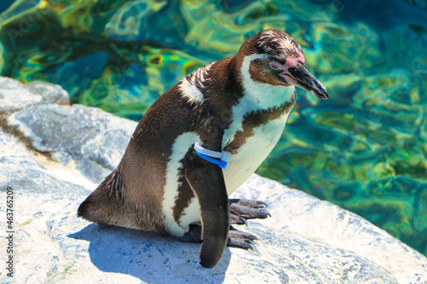 Obraz Penguin jumping in water