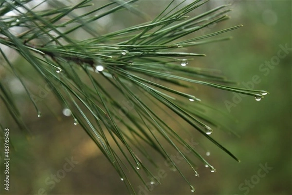 Obraz close up of pine needles