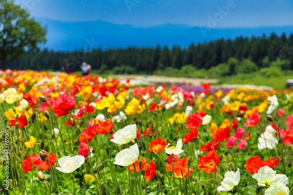 Obraz Flower field poppy of the Kuju Hana Park