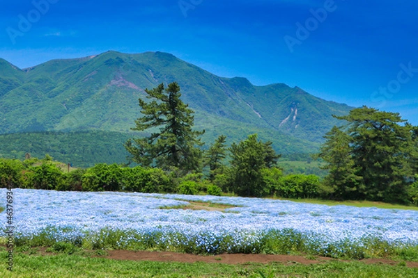 Obraz Flower Field of the Kuju Hana Park Nemophila