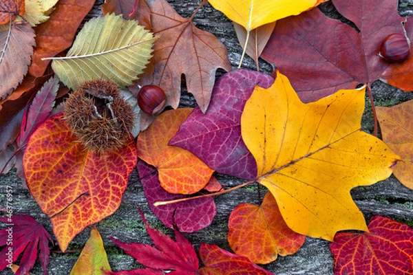Obraz Abstract background of autumn leaves.
