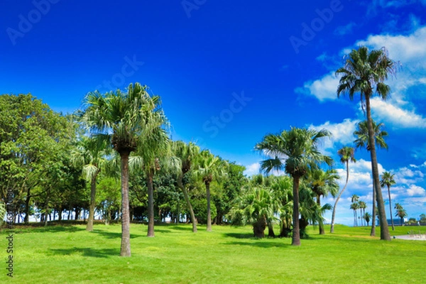 Obraz Blue sky and palm trees and lawn