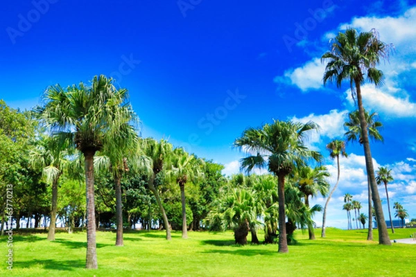 Obraz Blue sky and palm trees and lawn