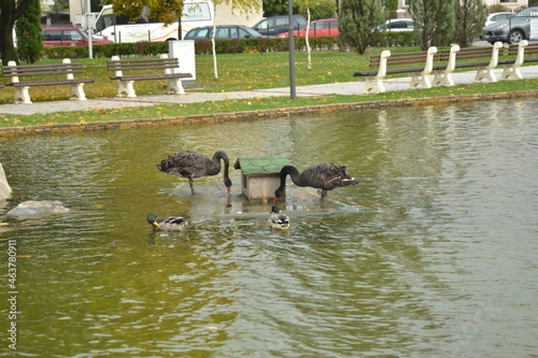 Obraz two ducks playing