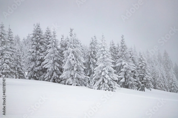 Fototapeta magic winter landscape with snowy fir trees