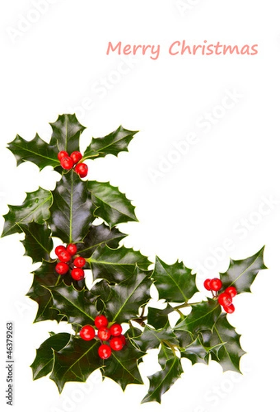 Obraz Christmas holly
