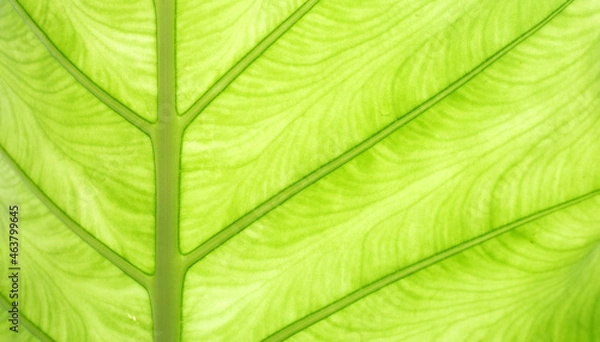 Fototapeta Elephant Ear leaf for background.