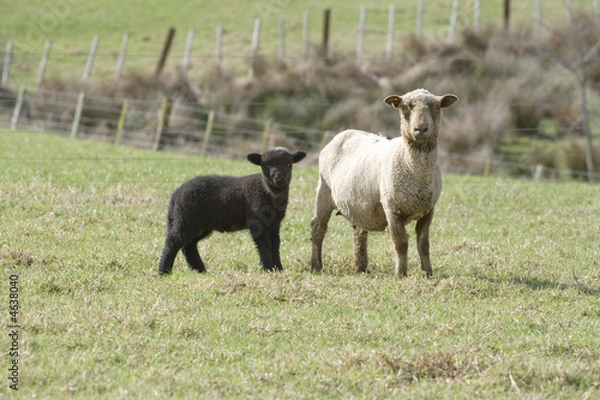 Obraz Black Lamb & Ewe in a green paddock