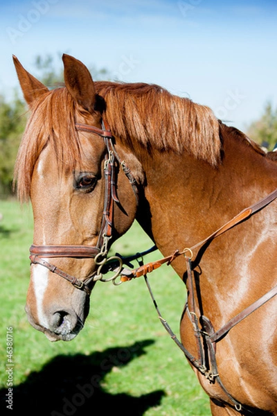 Obraz Pferdeportrait