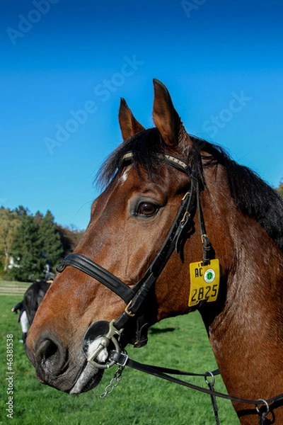 Obraz Pferd bei der Fuchsjagd