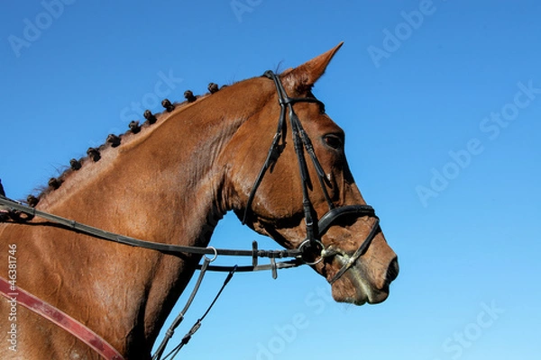 Obraz Pferdeportrait