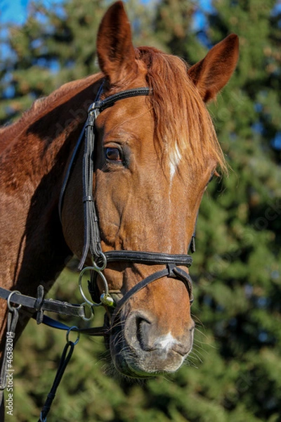 Obraz Pferdeportrait