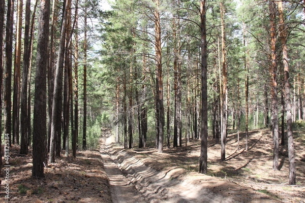 Obraz path in the forest