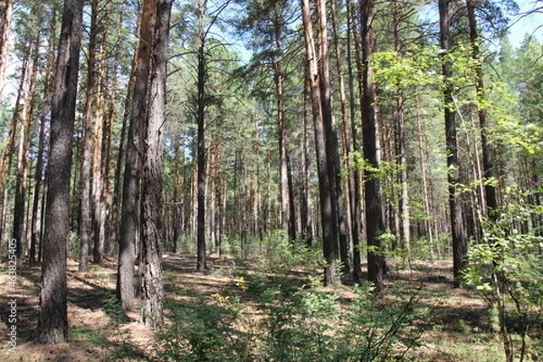 Obraz pine forest in the morning