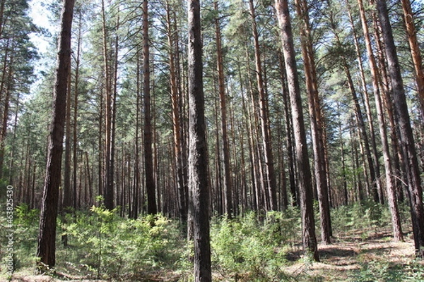 Obraz trees in the woods